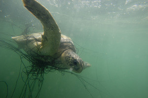 Sea Turtle monitoring with LAST (Latin American Sea Turtle Program) near Playa Blanca, Costa Rica. © Hal Brindley