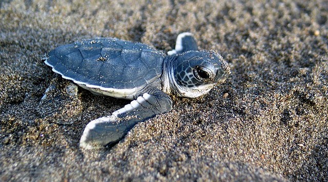 Nicaragua sea turtle 